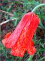 sm P44 Scarlet Fritillaria
